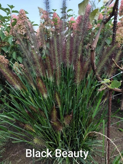 Nadwyżki z ogrodu . Trawy .