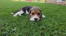 Szczeniak Beagle