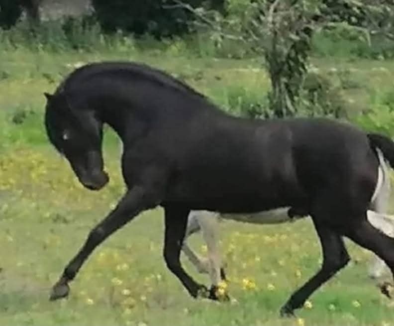 Super Poldra Lasã