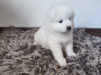 Samoyed FCI śnieżnobiały ZKwP domowy Samojed