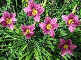 Zestaw 9 pięknych liliowców. Wieloletnie, łatwe w uprawie.