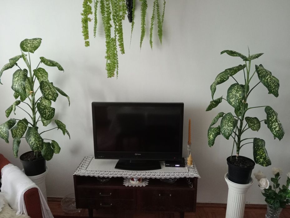 Difenbachia duża wysoka na 100cm kwiatek, kwiat pokojowy roślina