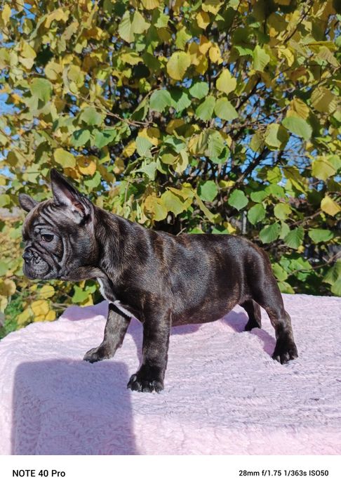 Buldog francuski marengo