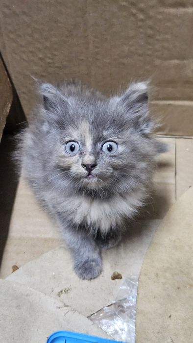 Двоє маленьких гарненьких кошенят шукають родину