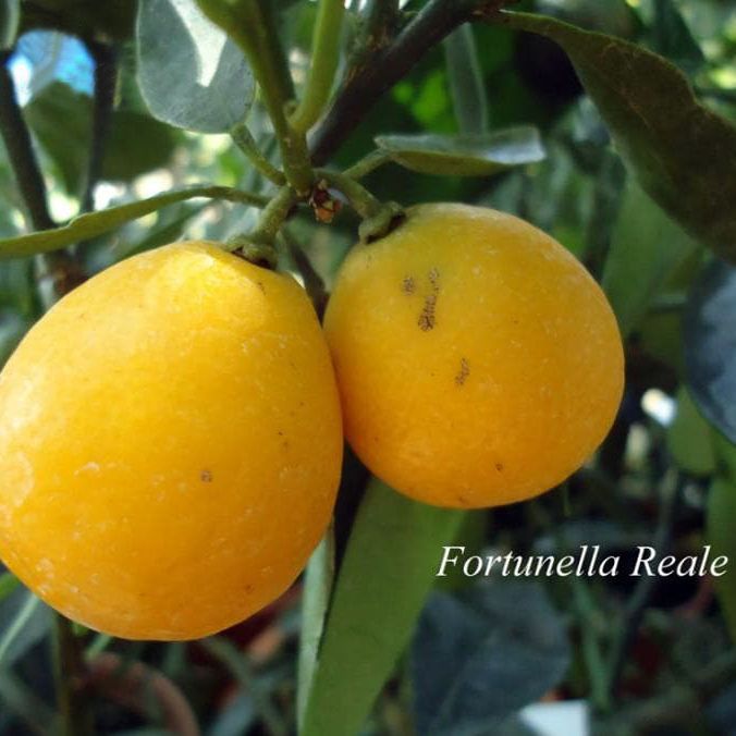 Кумкват "Реале" Fortunella "Reale" комнатный