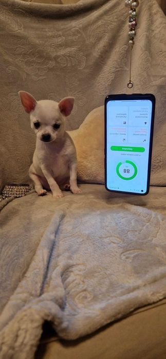 Piękny piesek Chihuahua