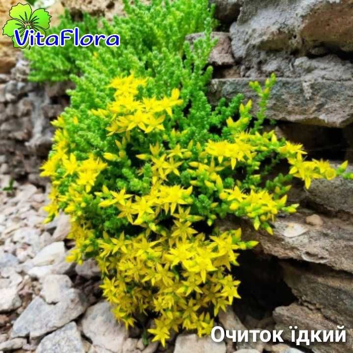 Квіти багаторічні альпійська гірка