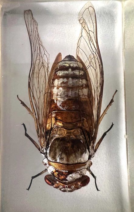 coleção bichos national geographic fasciculos animais vida selvagem