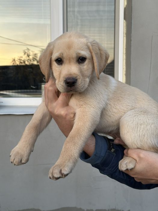 Лабрадор ретривер