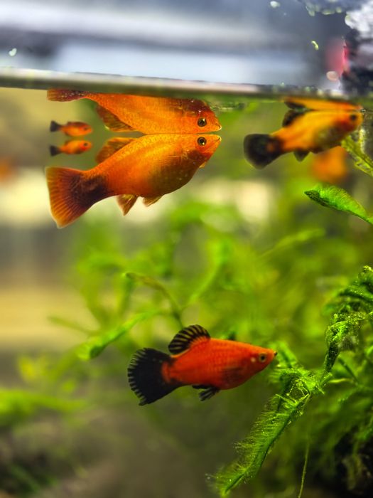 Peixes Platys jovens!