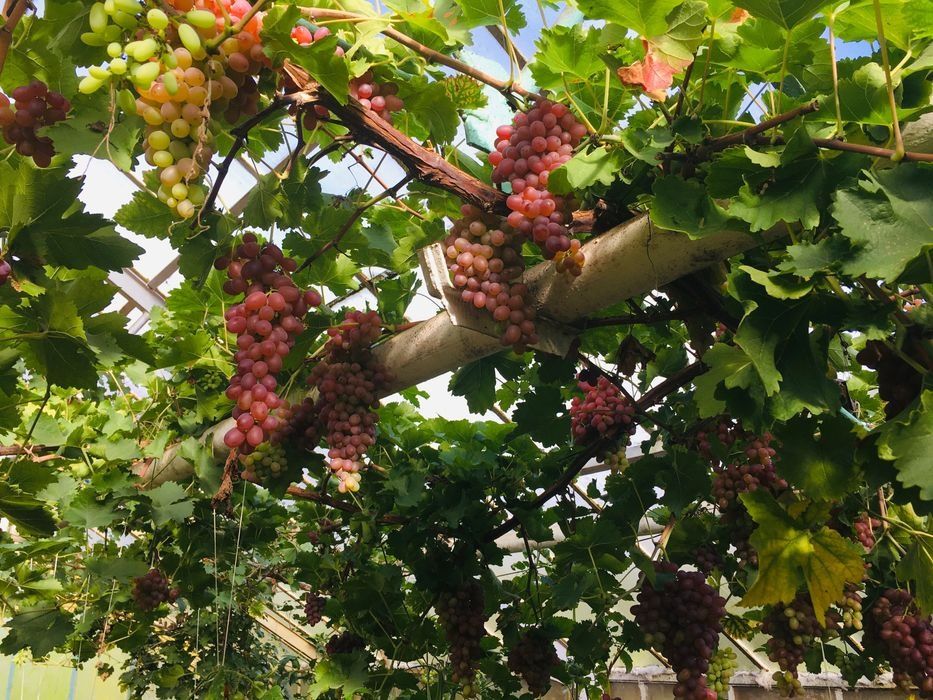 Czerwone słodkie winogrona bezpestkowe