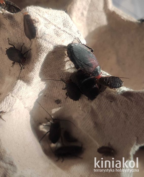 Karaczan czerwonogłowy - Oxyhaloa deusta