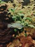 Casal reprodutor Apistogrammas trifasciata
