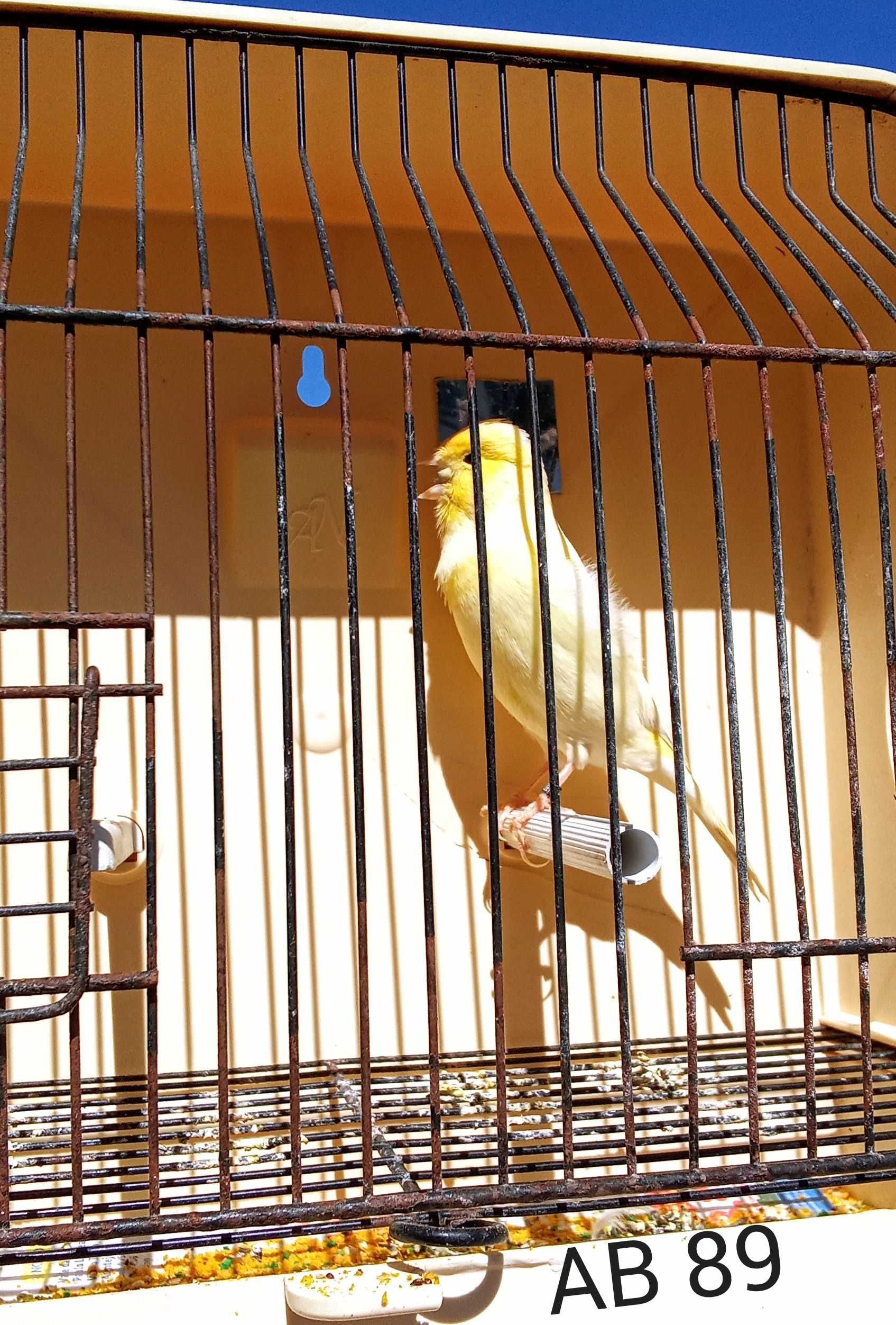 Canários com anilha de criador