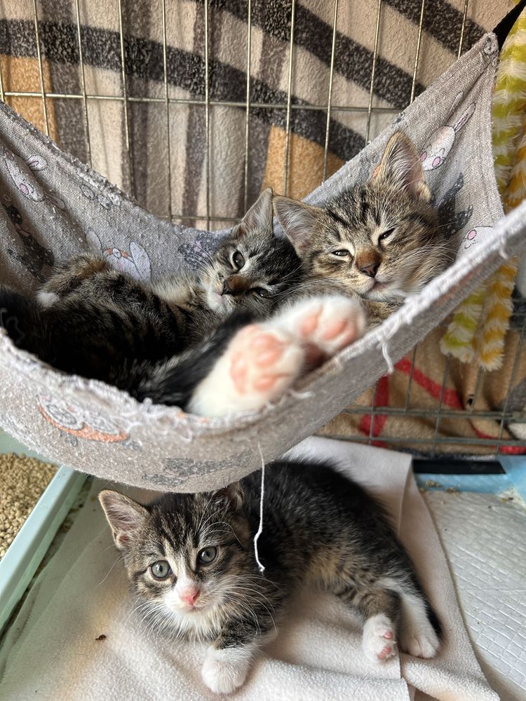Mlode kociaki do adopcji