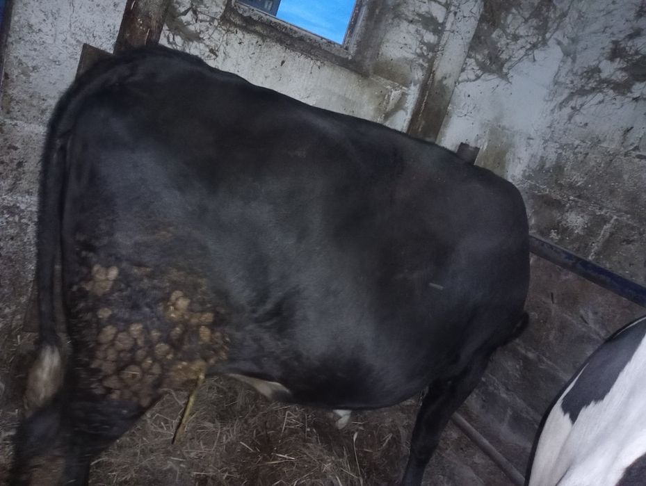 Posiadam na sprzedaż jałuwkie wysoko cielnom