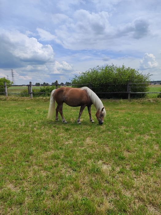 Współdzierżawa koni