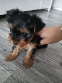 Yorkshire terrier suczka