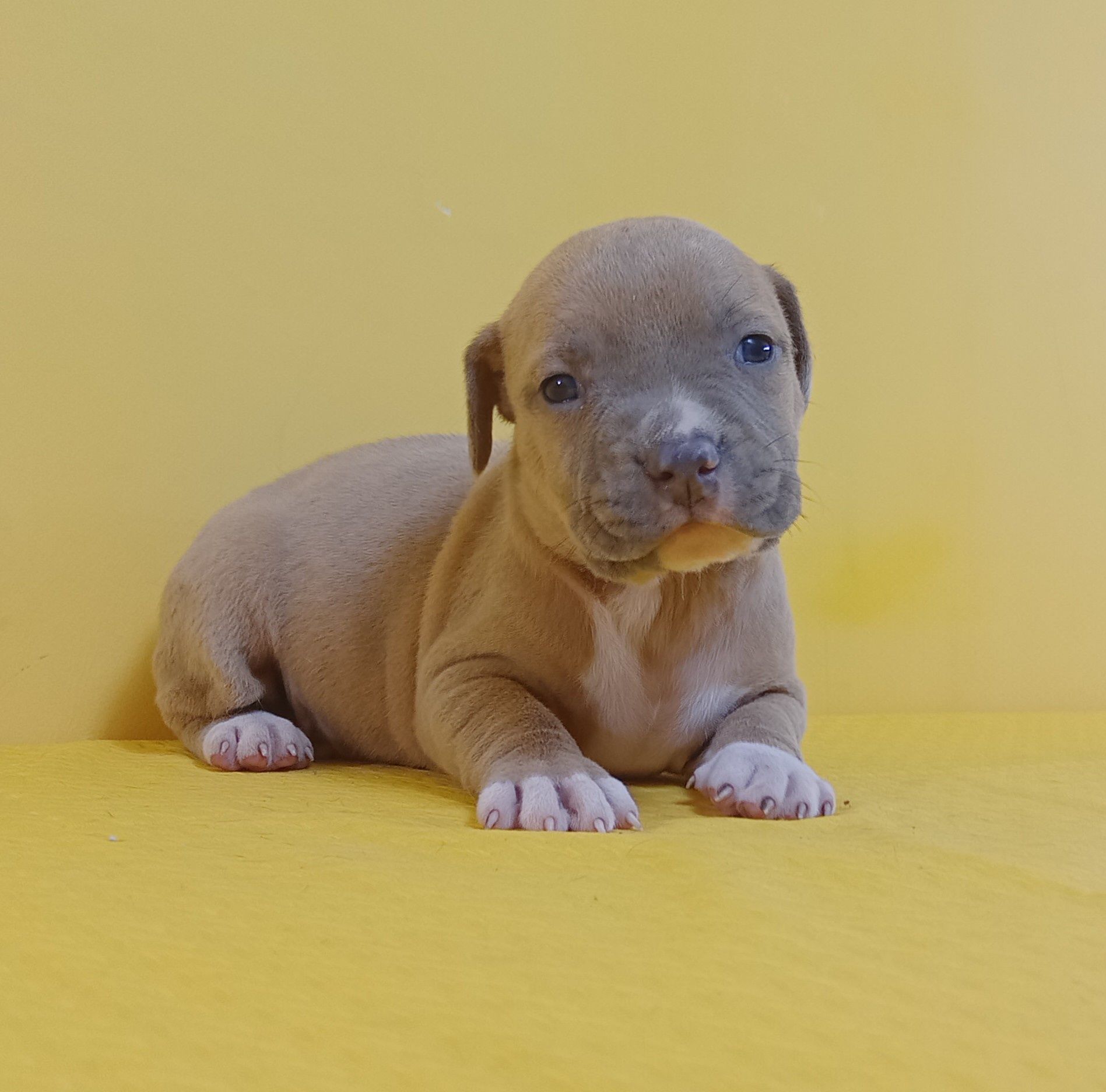 American staffordshire terrier