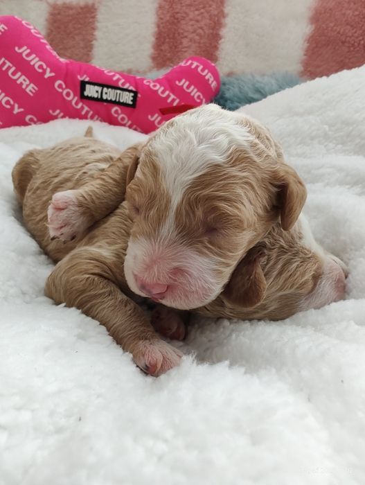 Mini Goldendoodle F1b Chłopczyk