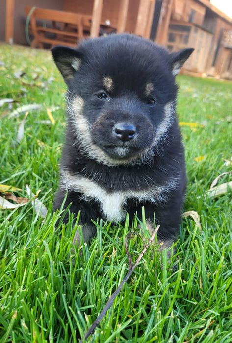 Shiba inu z metryka Fci