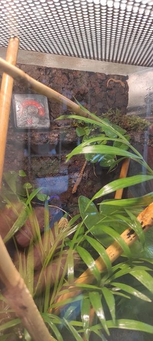 Terrarium na zamówienie