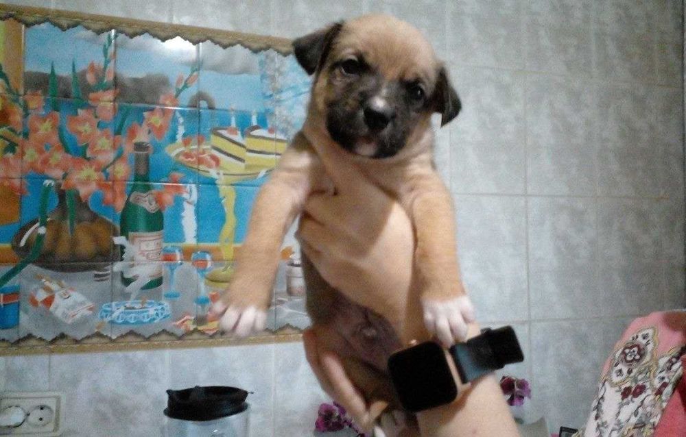 Цуценята піт-бультер'єра