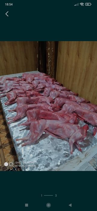 Молоді кролики Термонська біла