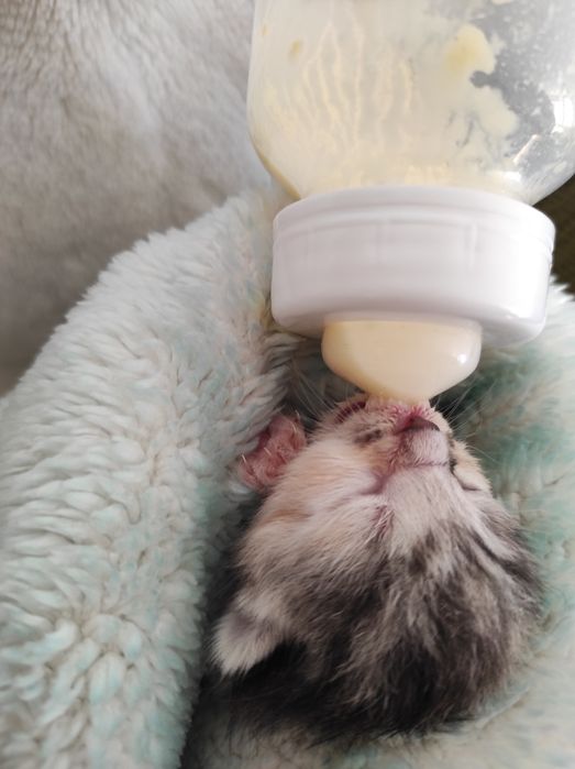 Mały kotek do oddania ostatni z miotu