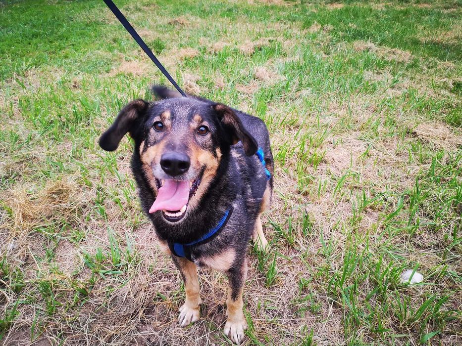 Super Kundelek szuka domu.