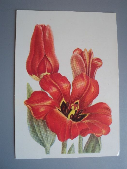 открытка тюльпан цветы Англия