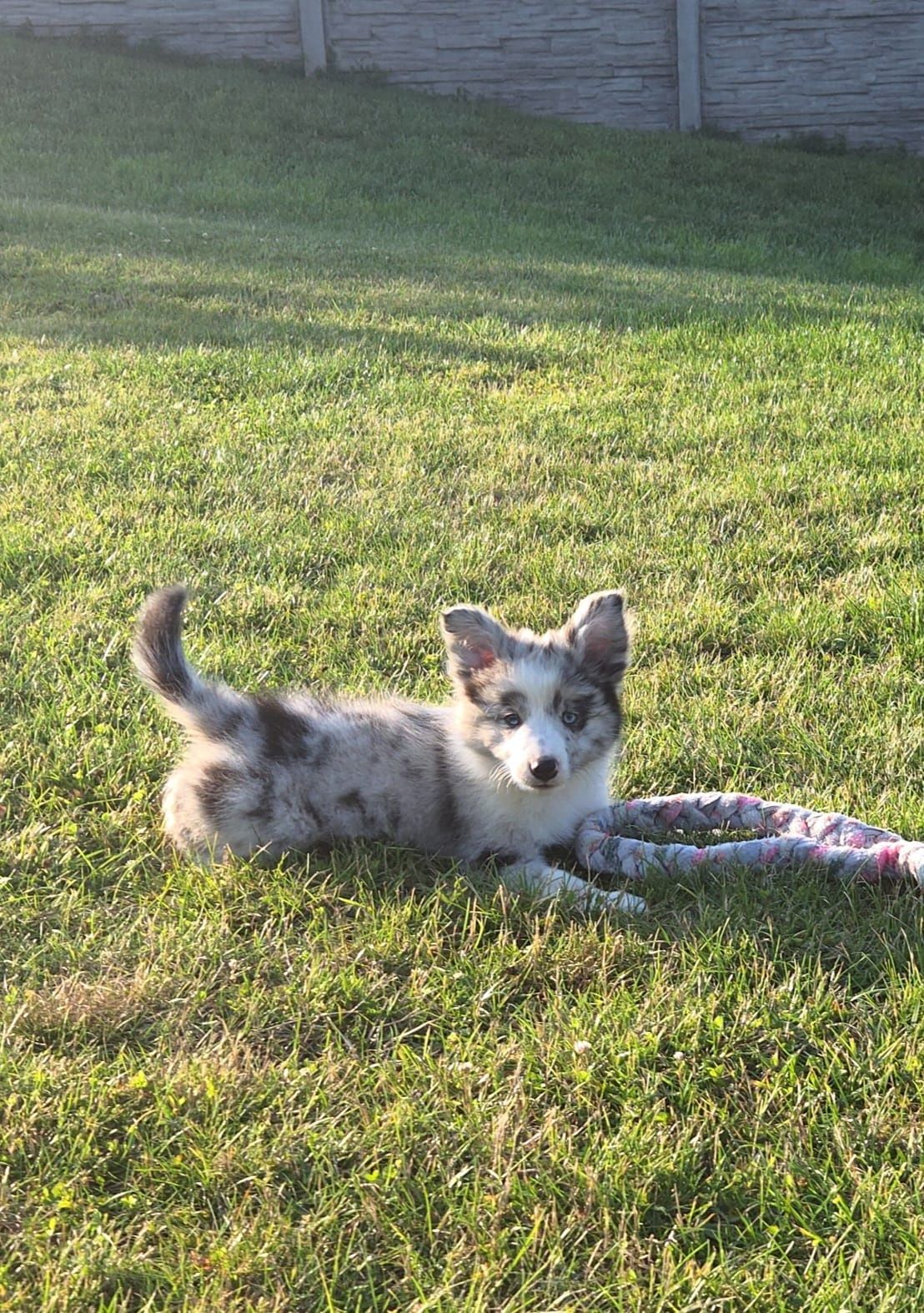 Border collie niebieskooki piesek blue-merle z metryką ZKwP