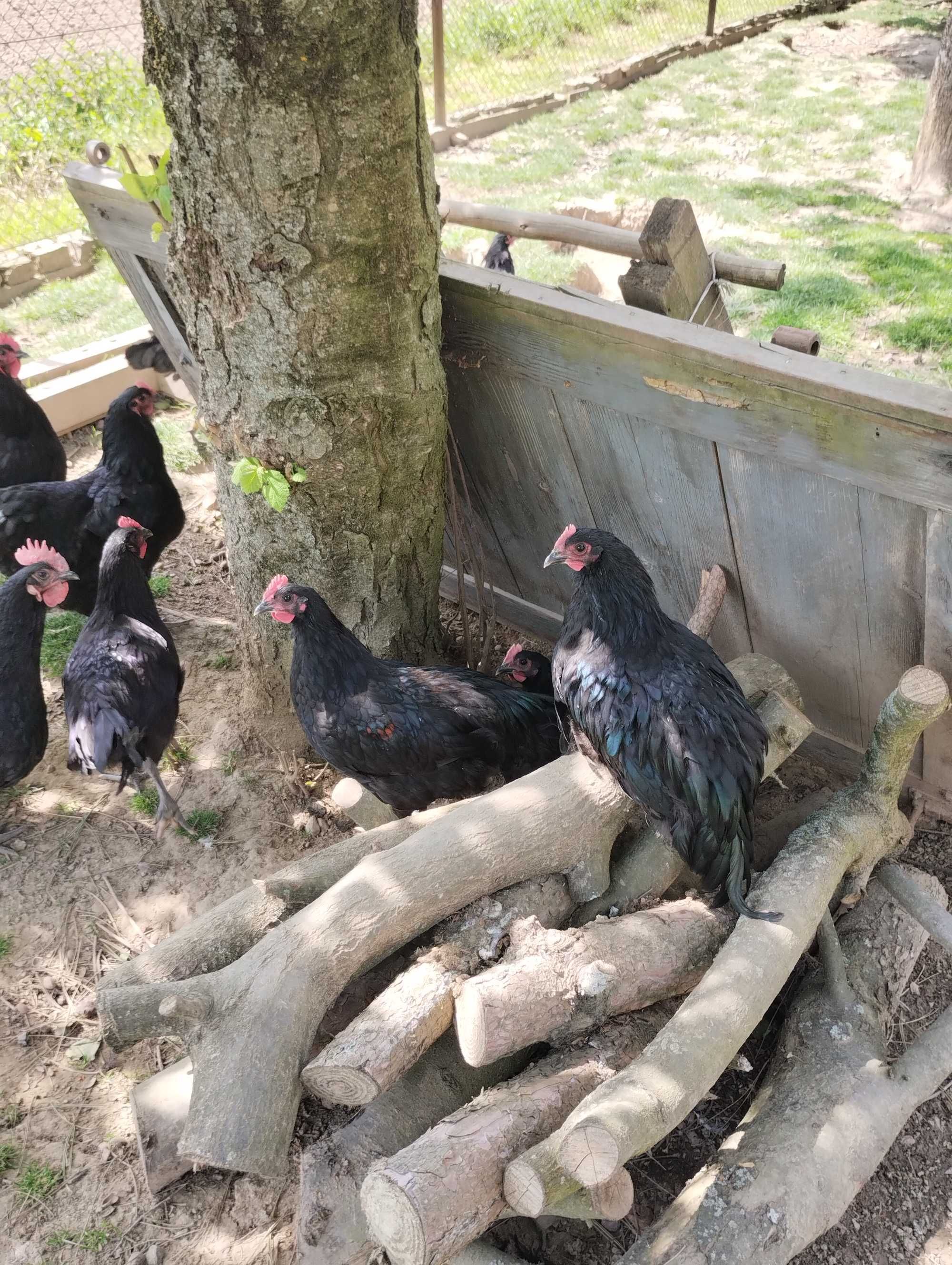 Australorp czarny kogutki.