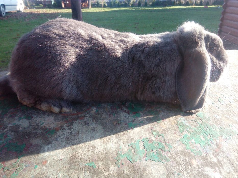 Французький баран