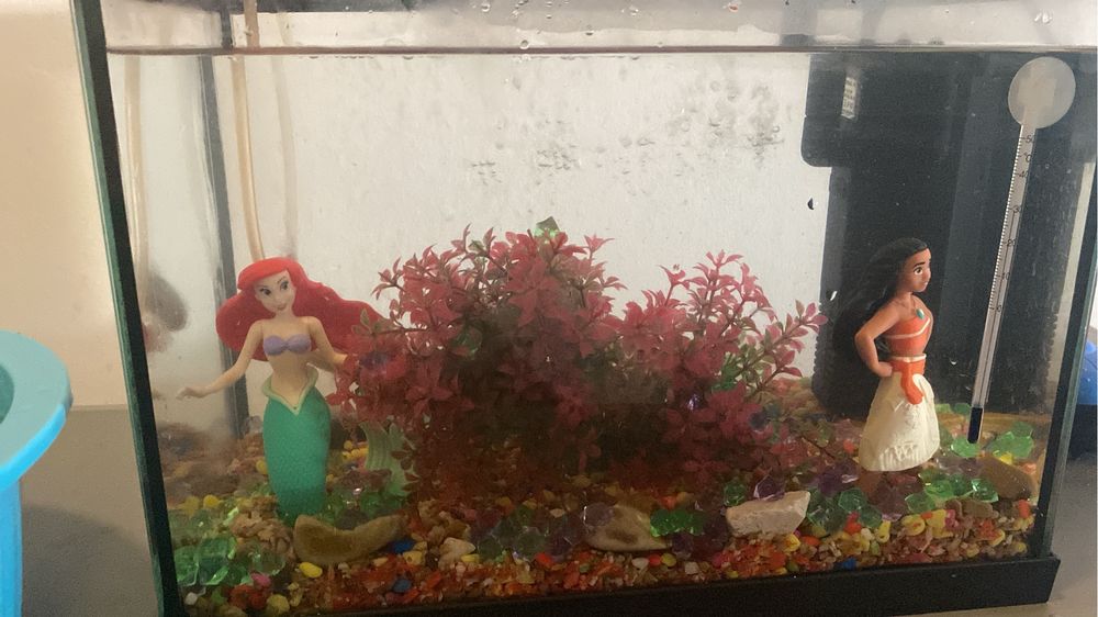 Aquário e peixes