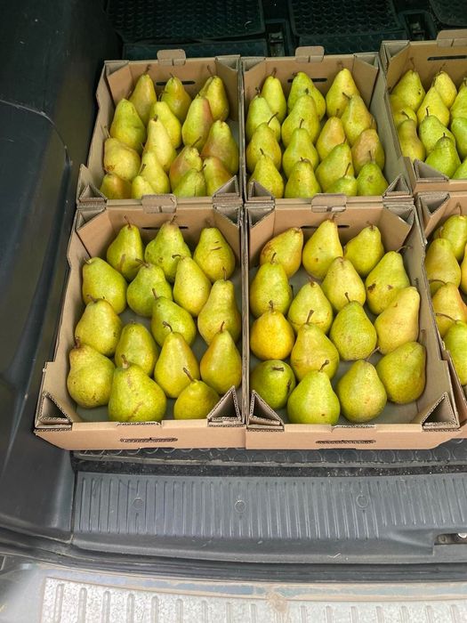 Груша Нояберська