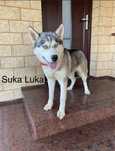 Husky Syberyjski
