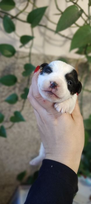 Suczka Jack Russell terrier