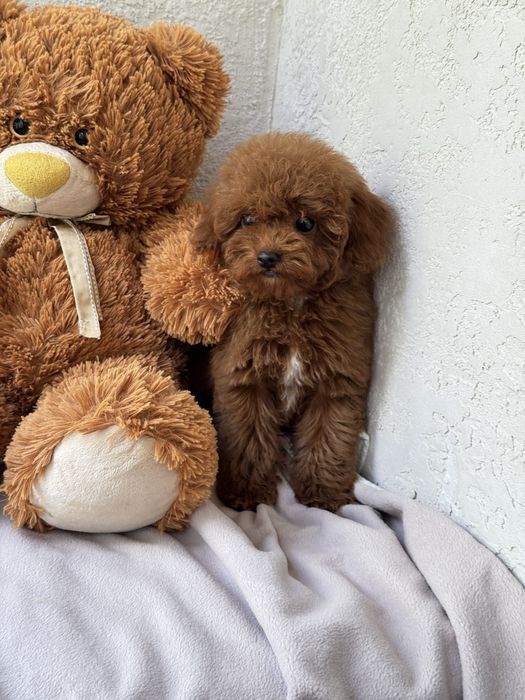 Мальтіпу тедді тікап пудель