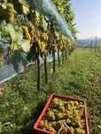 Sok z winogron na wino - 100% naturalny z prasy