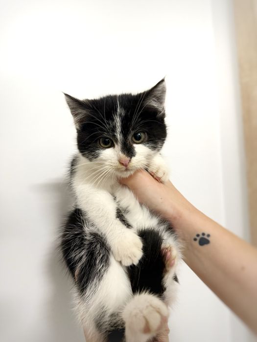 IVY koteczka szuka domu