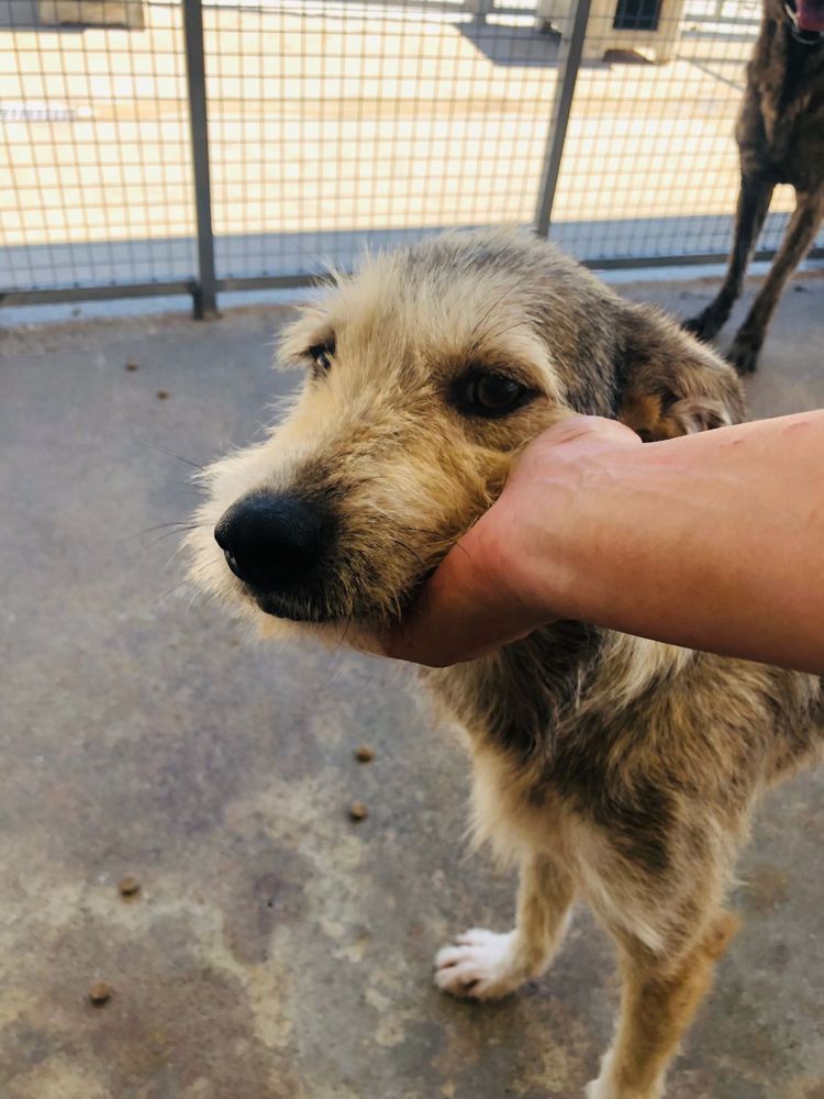 Tom - cão jovem para adoção