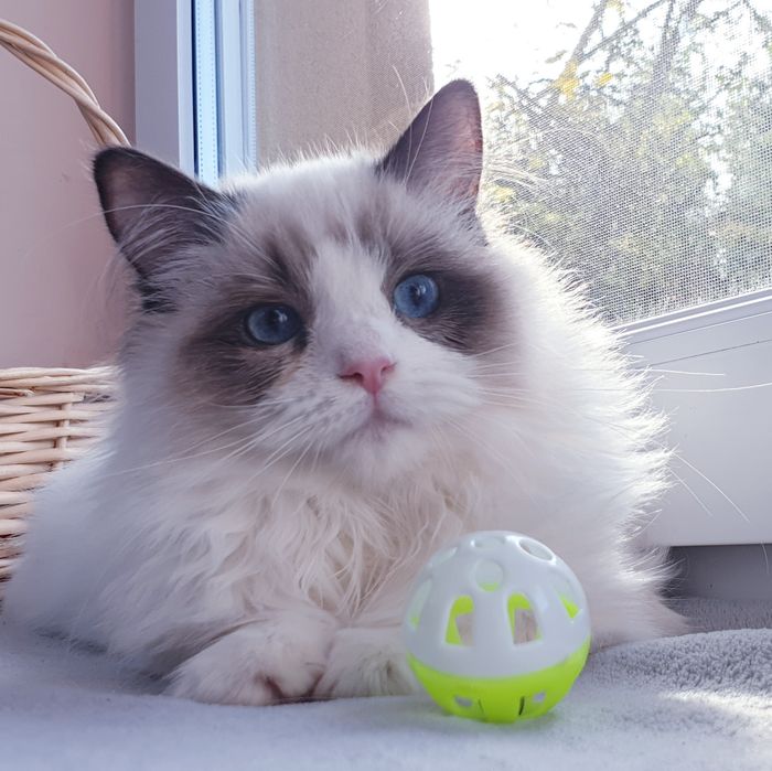 Słodka kotka Ragdoll FPL