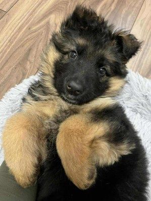 Owczarek Niemiecki Długowłosy.Rodowód czteropokoleniowy. Busko-Zdrój