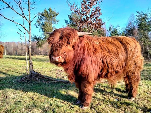 Byczki szkockie, Hingland Cattle