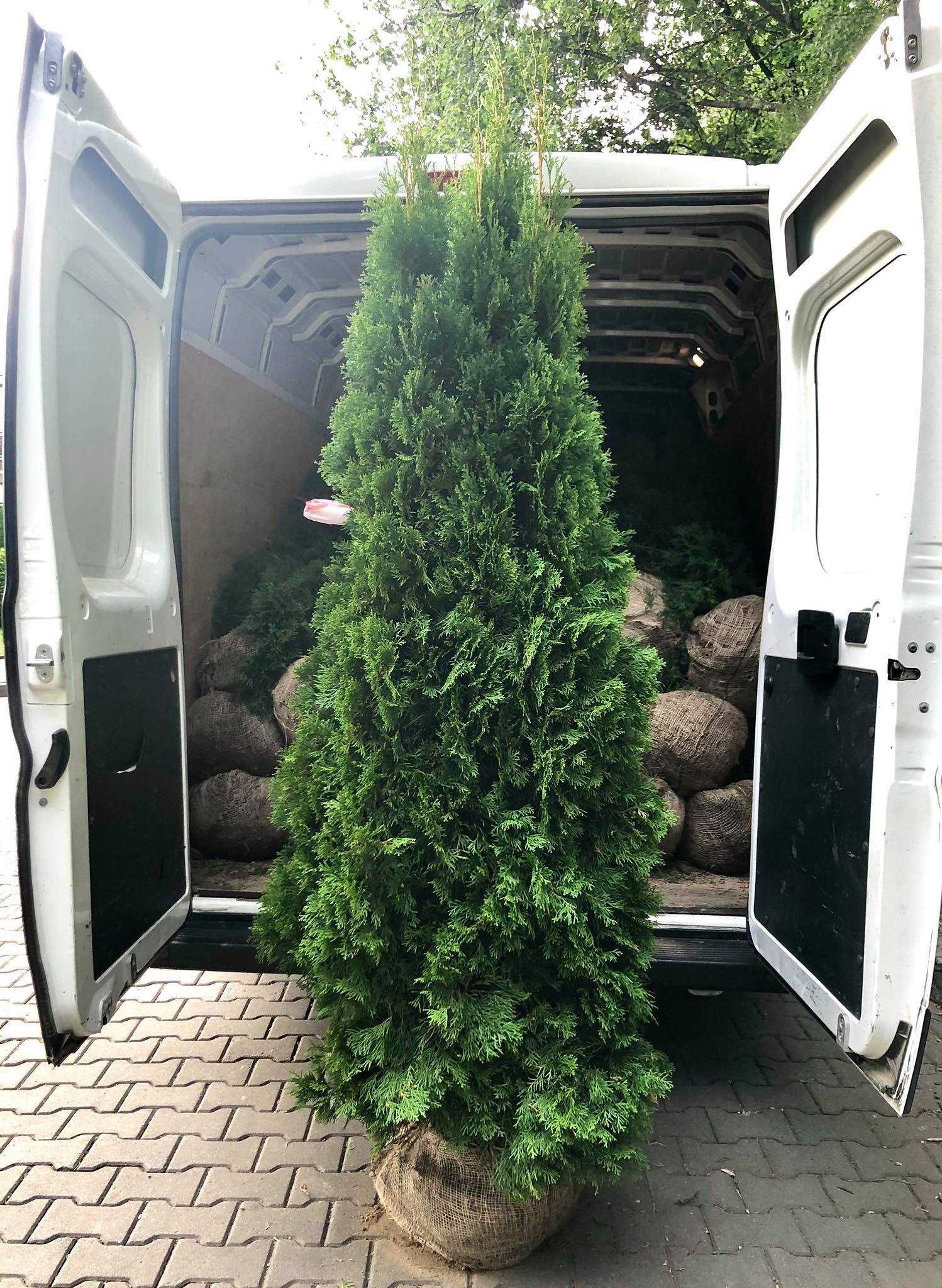 Tuja szmaragd, tuje, thuja szmaragd od 80 do 250 cm!