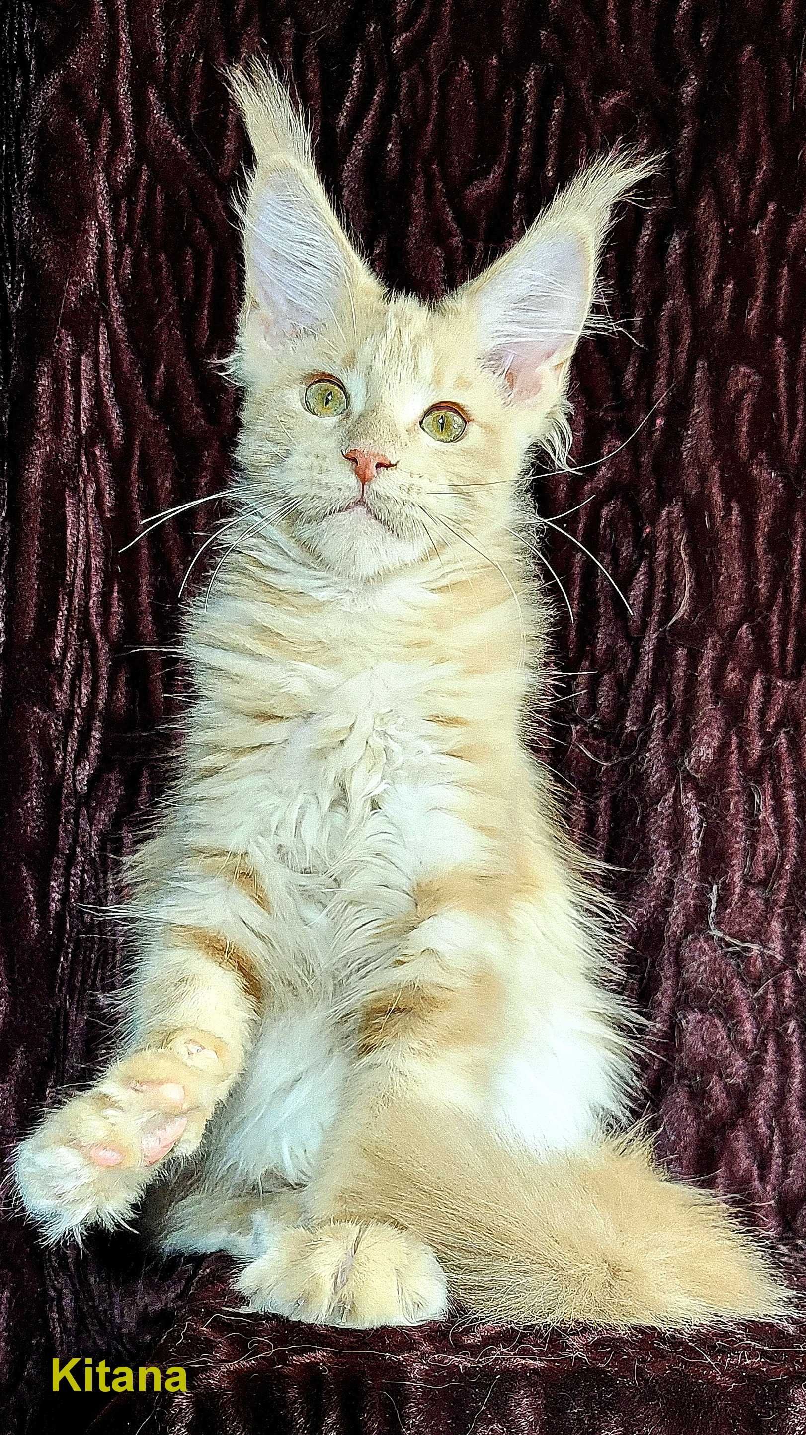 Шикарные котята из питомника