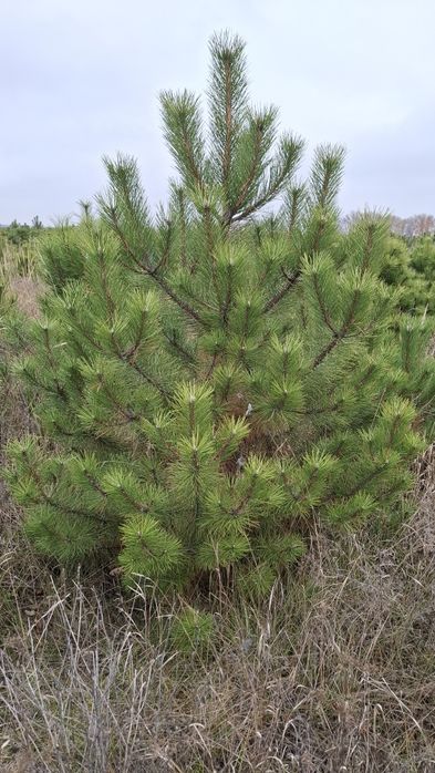 Новорічна Кримська Сосна (Кримка) ОПТ/РОЗДРІБ