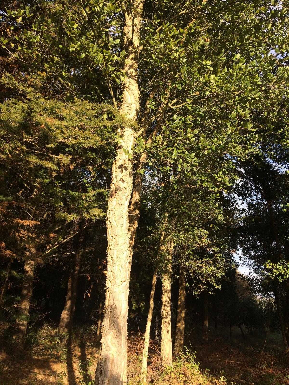 24 hectares de Cupressus para abate