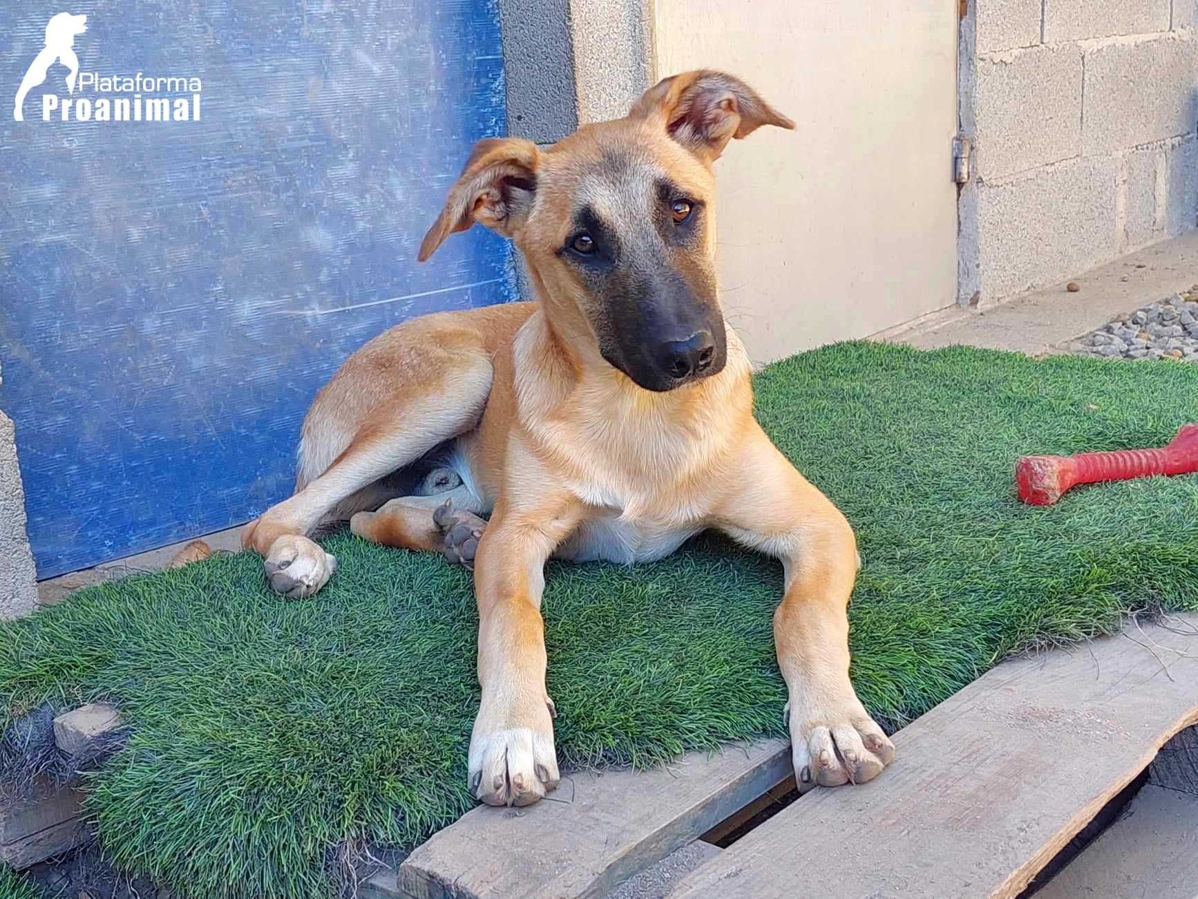 PAULO - Cãozinho jovem para Adoção